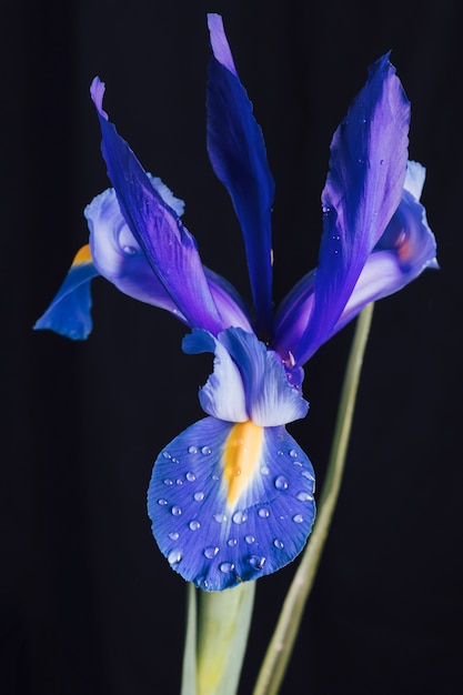 Красивый свежий синий цветок в росе