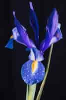 Бесплатное фото Красивый свежий синий цветок в росе