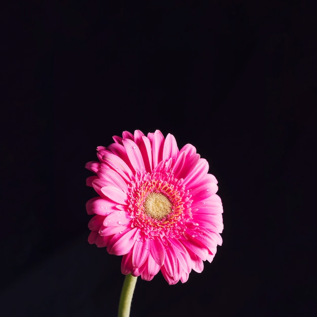 이 슬에 아름 다운 신선한 밝은 분홍색 꽃