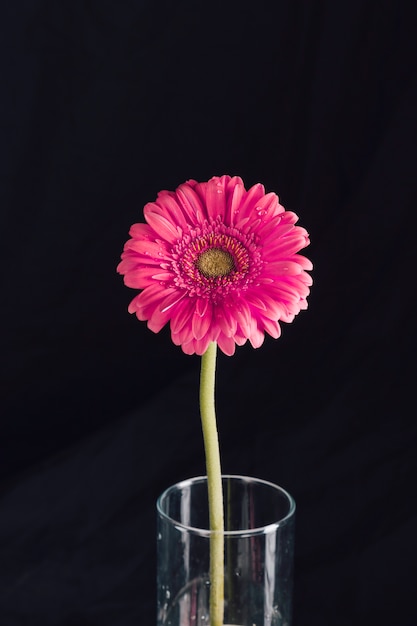 Beautiful fresh bright pink bloom in vase
