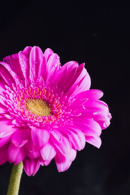Красивый свежий ярко-розовый цветок в росе