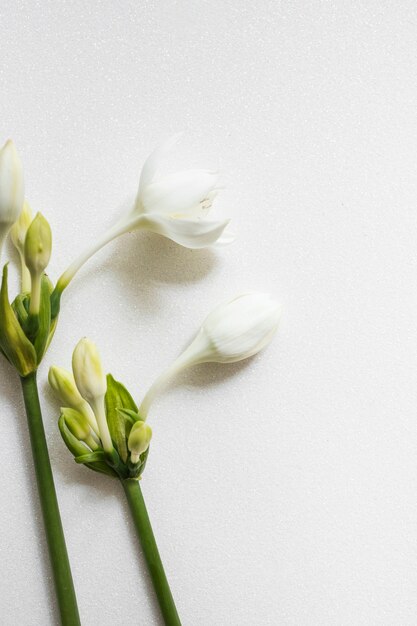 Beautiful fresh flower with buds on white textured backdrop