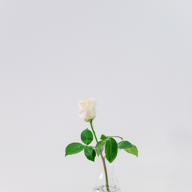 Beautiful fresh light bloom in vase with water 