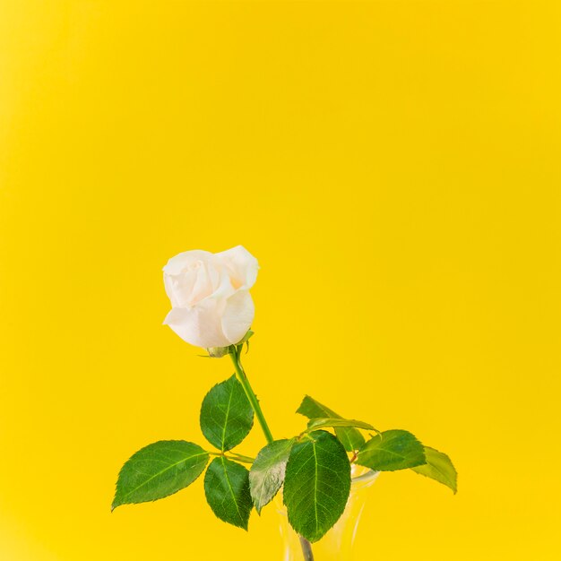 Beautiful fresh light bloom in vase 