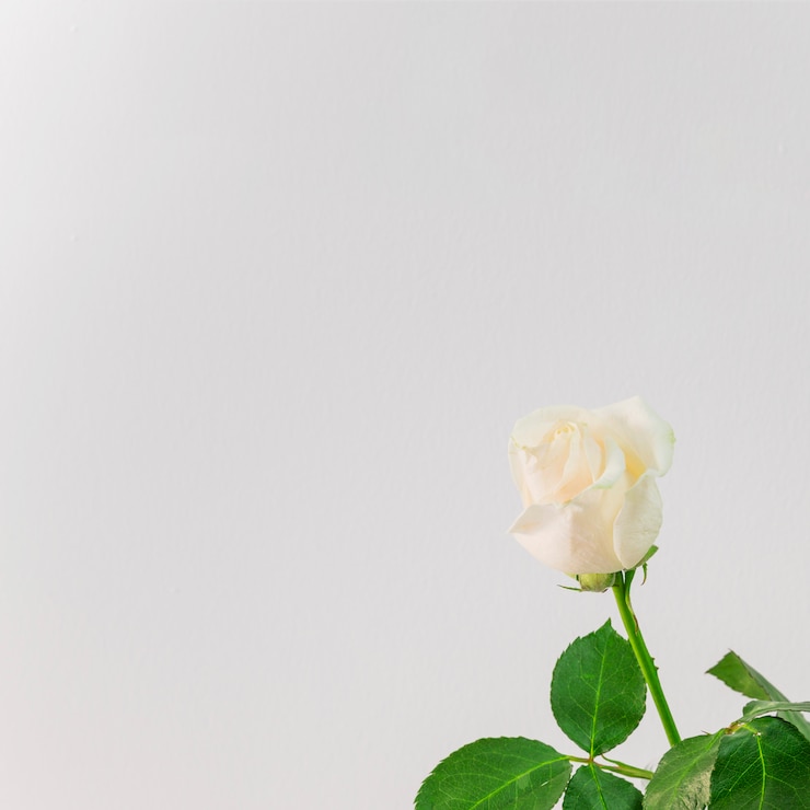 無料Photo 美しい新鮮な光の花