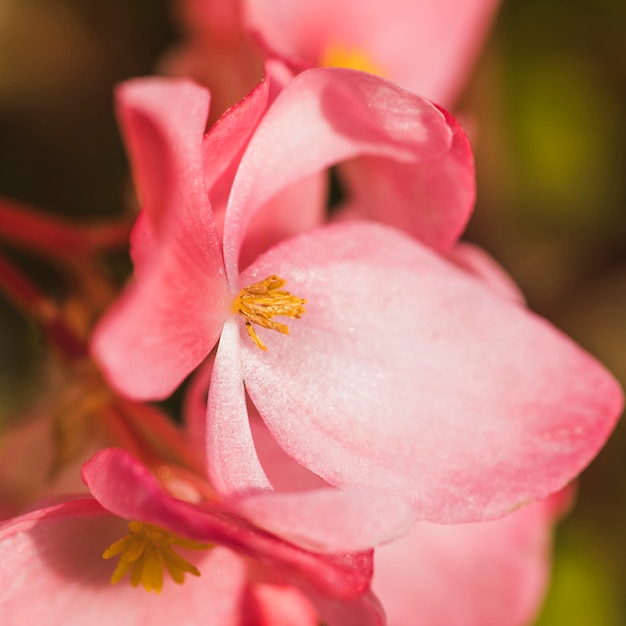 Beautiful fresh pink blossom with yellow center