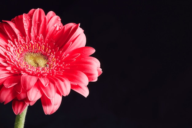 이 슬의 아름 다운 신선한 분홍색 꽃