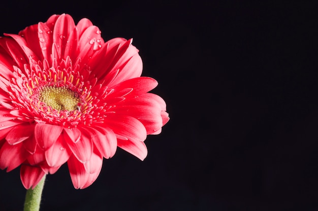 Beautiful fresh pink flower in dew