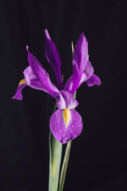Красивое свежее фиолетовое цветение в росе