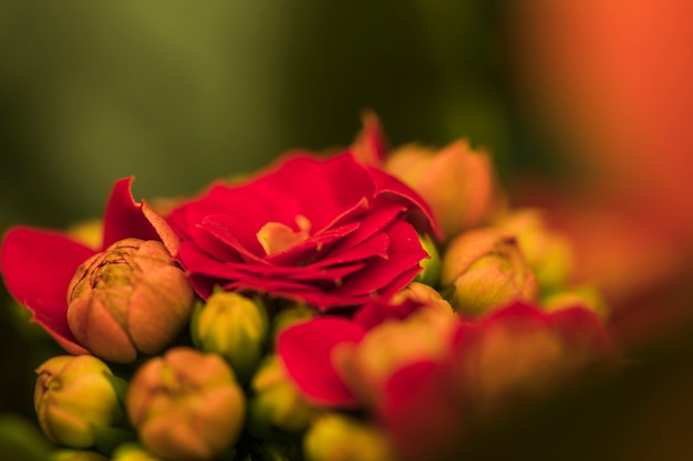 아름 다운 신선한 붉은 꽃