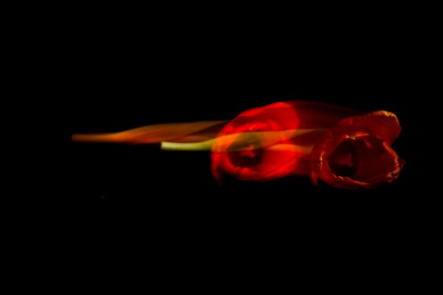 Beautiful fresh red tulip flower over black background