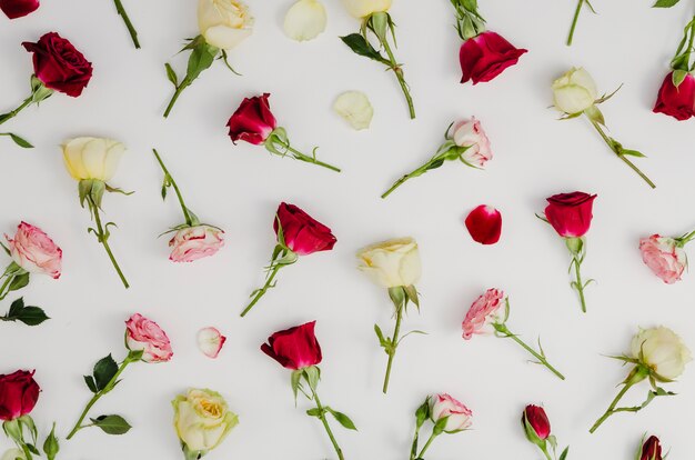 Beautiful fresh roses in flat lay