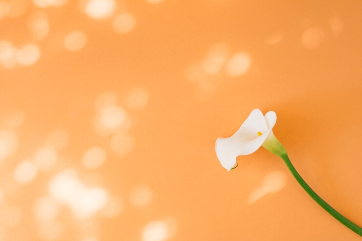 Free Photo beautiful fresh white bloom