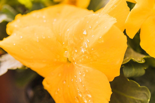 Beautiful fresh yellow blossom with dew 