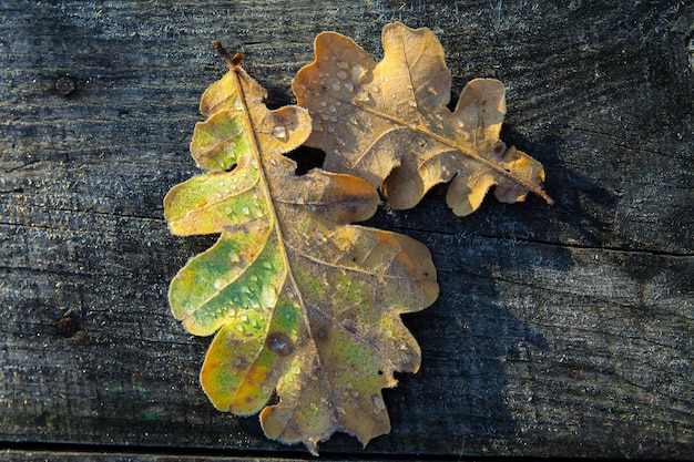 아름 다운 냉동 오크 잎 나무 배경 닫습니다. 시든 잎에 늦었다. 첫 가을 추위.