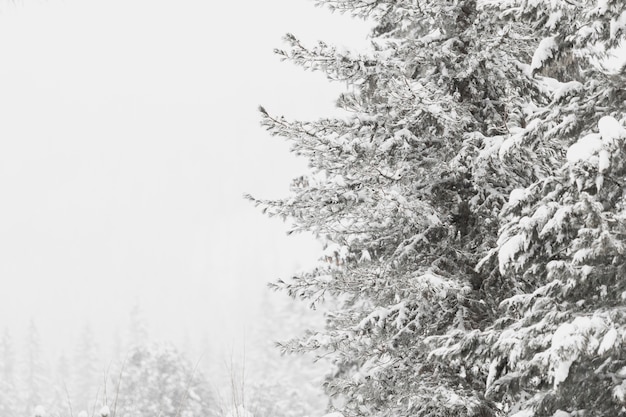 Free photo beautiful frozen woods in forest