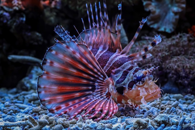 산호초에 있는 아름다운 퍼지 드워프 lionfish 퍼지 드워프 lionfish 근접 촬영