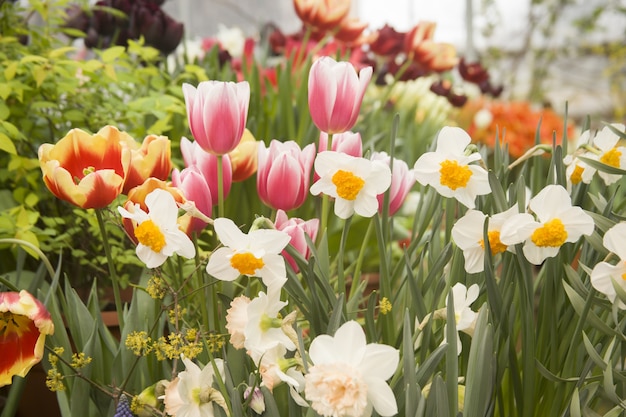 Beautiful garden with colorful tulips and narcissus flowers