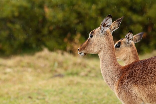 Beautiful gazelles standing in a grassy field