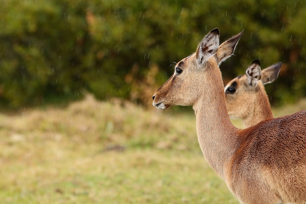 Beautiful gazelles standing in a grassy field