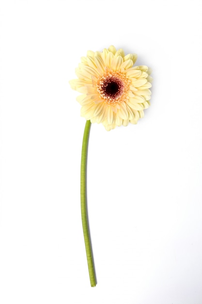 Beautiful gerbera on white