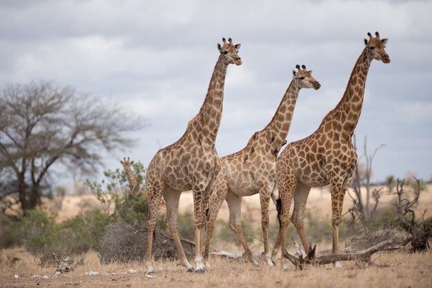 Красивые жирафы, идущие по полю кустарников