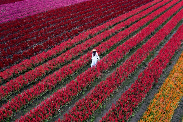 Beautiful girl in white dress travel at Celosia flowers fields, Chiang Mai