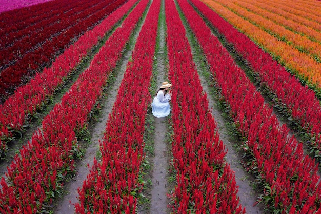 白いドレスを着た美しい少女がチェンマイのケイトウの花畑を旅する