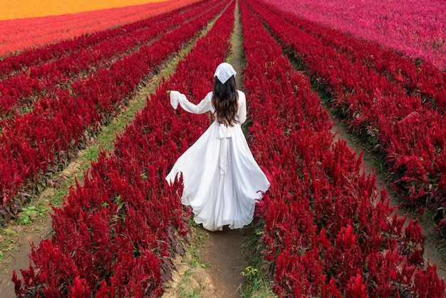 白いドレスを着た美しい少女がチェンマイのケイトウの花畑を旅する