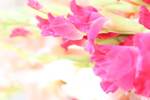 흰색 배경 다목적 꽃 아름 다운 글라디올러스