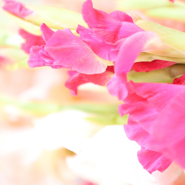 Free photo beautiful gladiolus floral with white background multipurpose