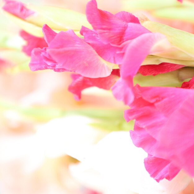 Beautiful Gladiolus Floral with White Background Multipurpose