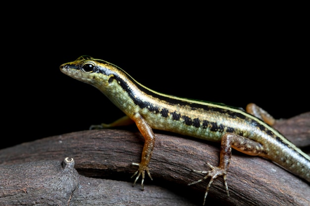 Hemidactylus platyurus