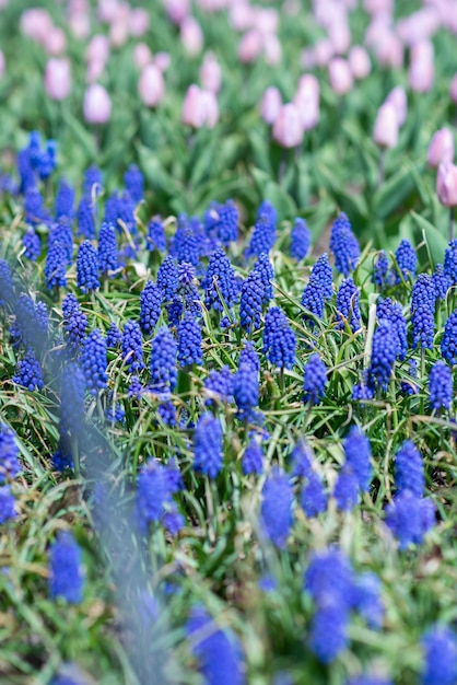 畑に生えている美しいムスカリの花と紫のチューリップ