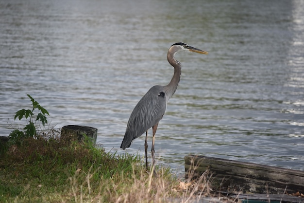 무료 사진 barataria louisiana 유역에 있는 아름다운 그레이트 블루 헤론.