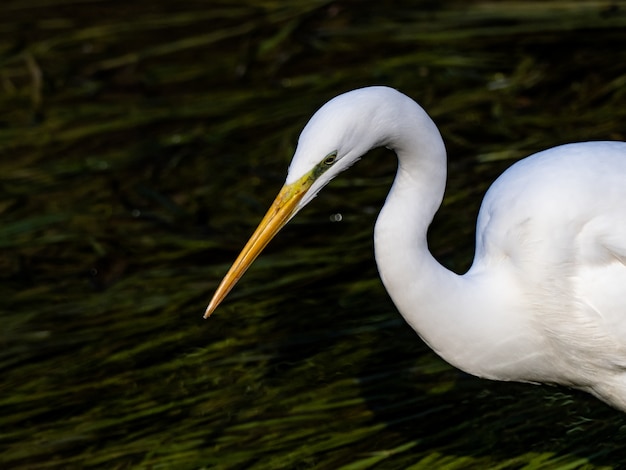 Free photo beautiful great egret