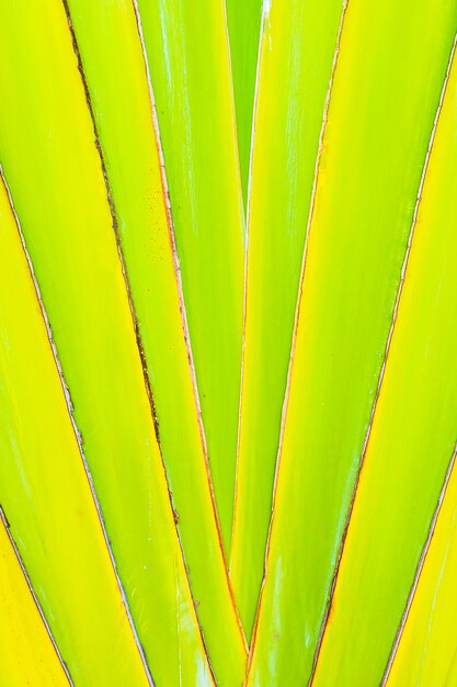 Beautiful Green banana leaf textures for background