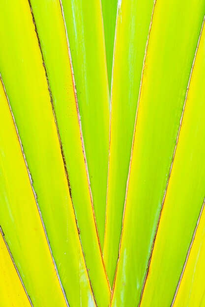Красивые зеленые банановые листья текстуры для фона