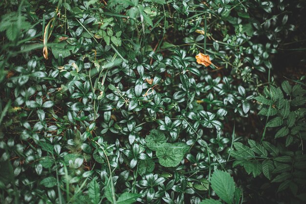 Beautiful green bushes full of leaves captured in the middle of a tropical forest