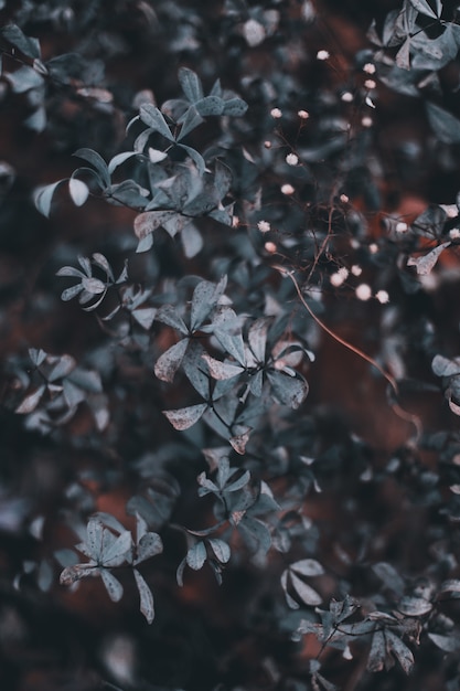 Foto gratuita bellissimi cespugli verdi in un giardino durante un tempo cupo