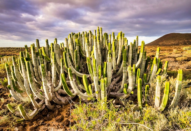 Beautiful green cactus plant in the Canary Islands, Spain