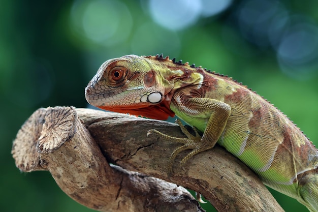 Foto gratuita bella testa verde del primo piano dell'iguana sul primo piano animale di legno