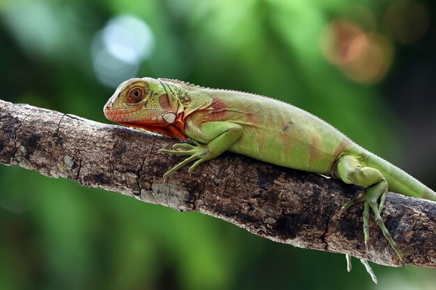 Beautiful green iguana closeup on wood