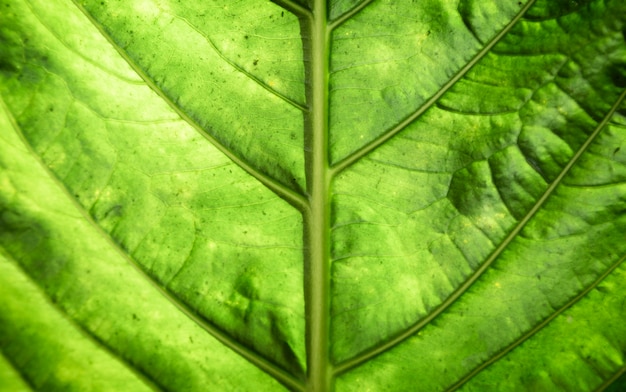 Beautiful green leaf macro photography