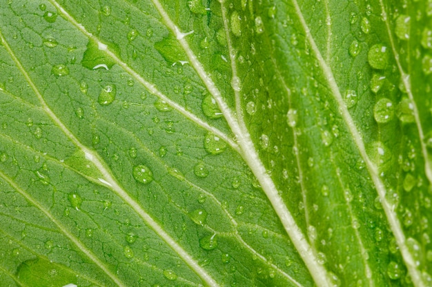 Bella foglia verde con il primo piano di goccioline di acqua