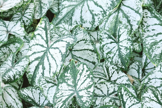 Belle foglie verdi della pianta del caladium