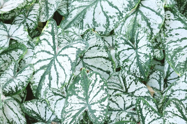Caladium 식물의 아름다운 녹색 잎