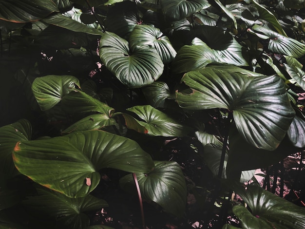 Free photo beautiful green leaves