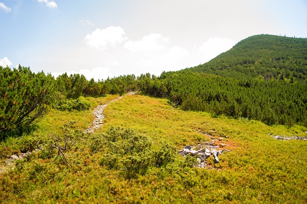 Free photo beautiful green meadows on carpathian mountains in ukraine