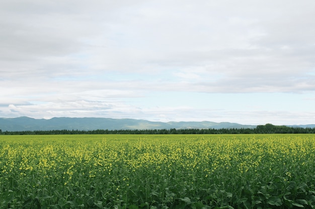 Beautiful green open field with mountains in the background and amazing sky